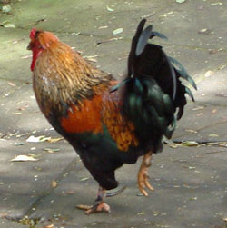 The cockerel, inspiration for Country Cottages logo