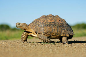 See tortoises wandering around in Greece during your holiday