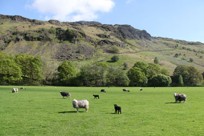 sheep in the Lake District